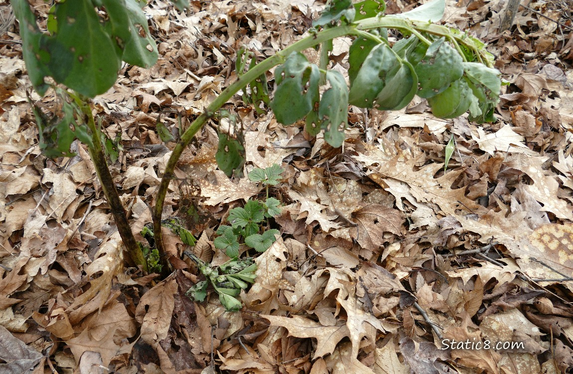 Strawberry leaves peeking thru mulch with a droopy fava plant