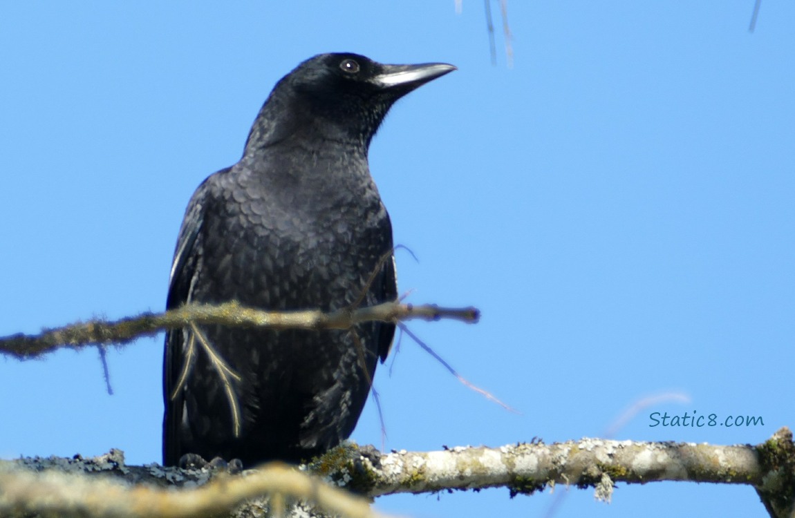 American Crow standing on a mossy branch, blue sky behind