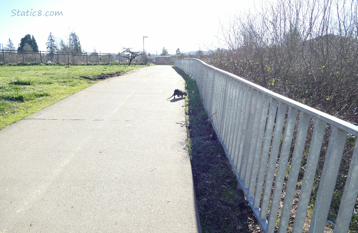 Nutria walking across the bike path