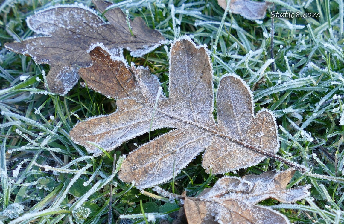 Frosty oak leaf laying in the grass