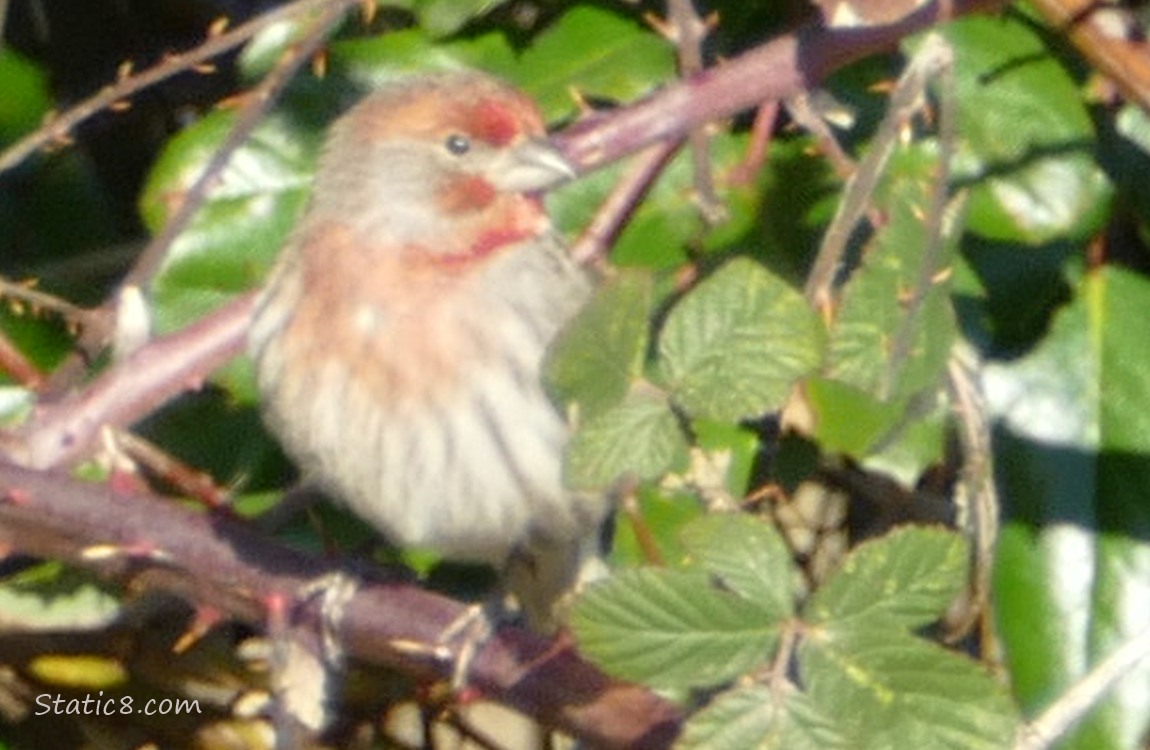 Male House Finch standing in a vine