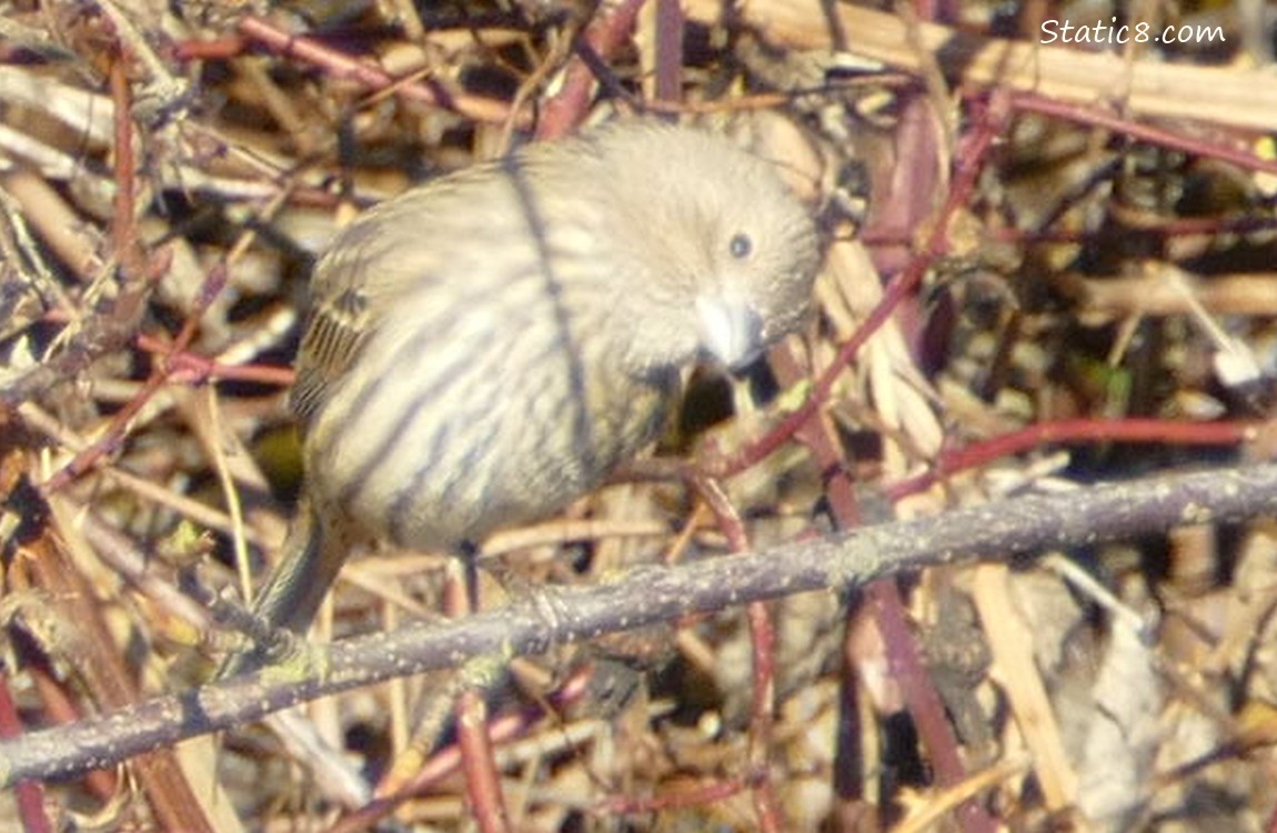 Female House Finch standing on a twig with her head turned sideways