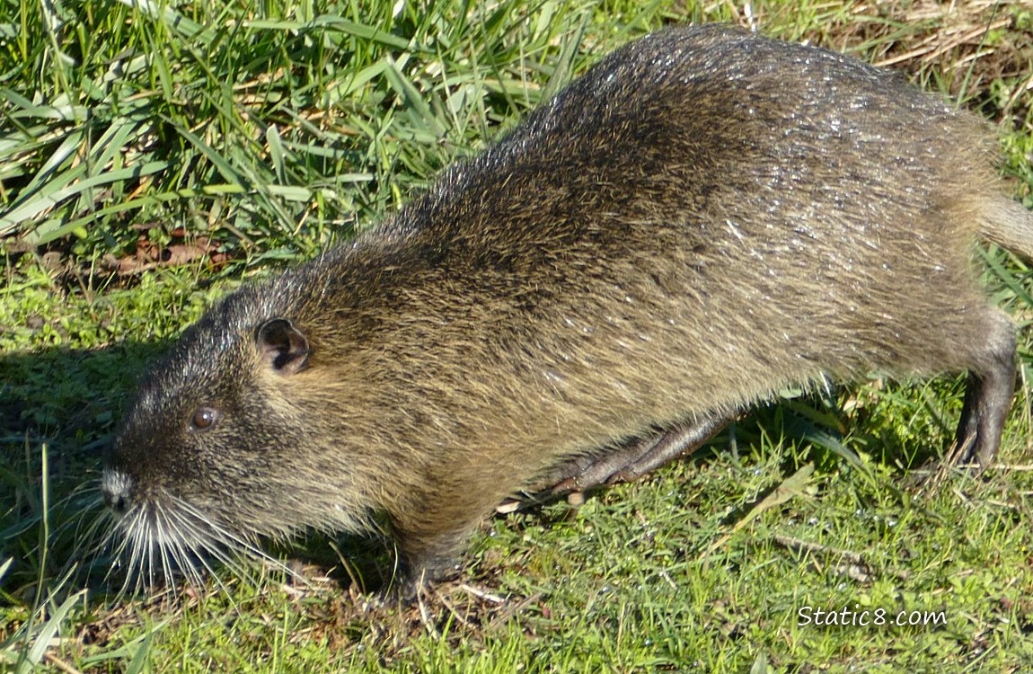 Nutria walking in the grass