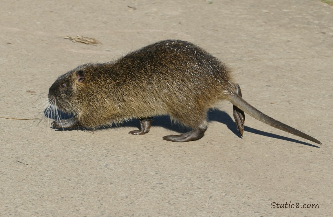 Nutria walks across the path