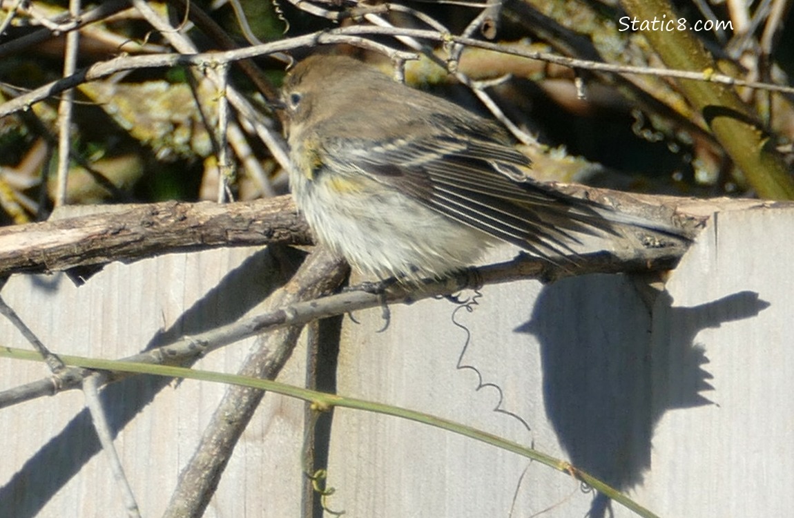 Yellow Rump Warbler standing on a twig with their shadow falling on a wood fence