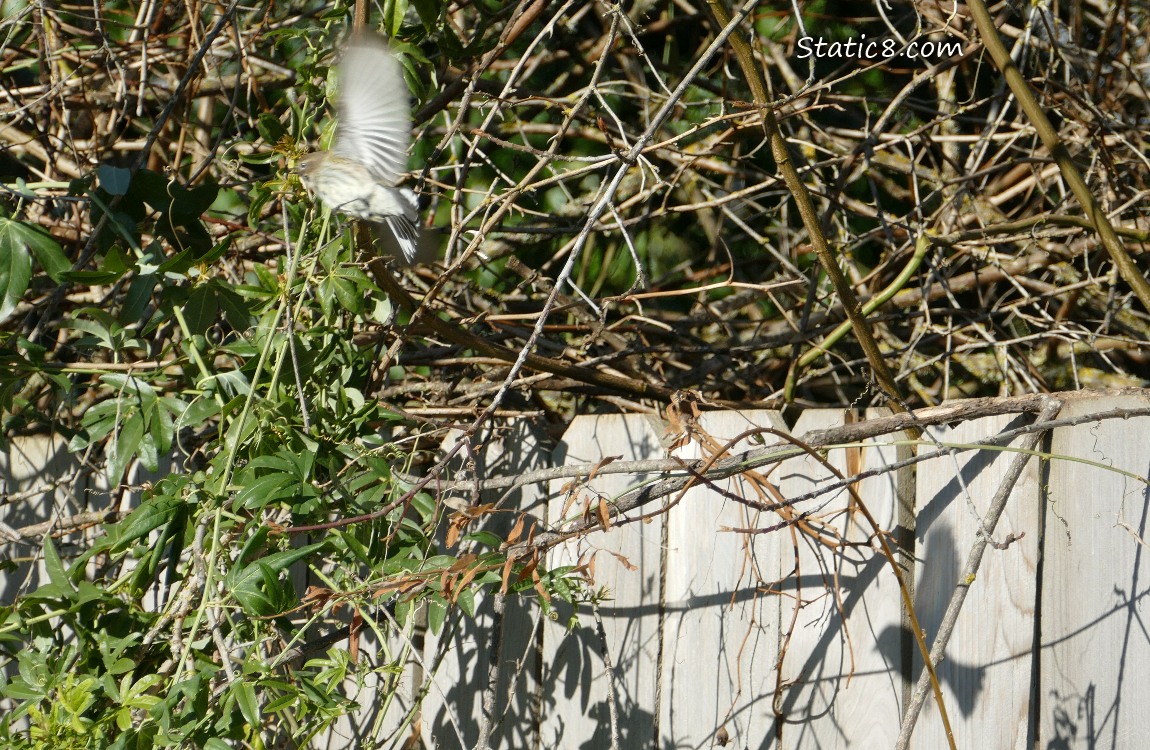 Yellow Rump Warbler flies away, her shadow on the wood fence