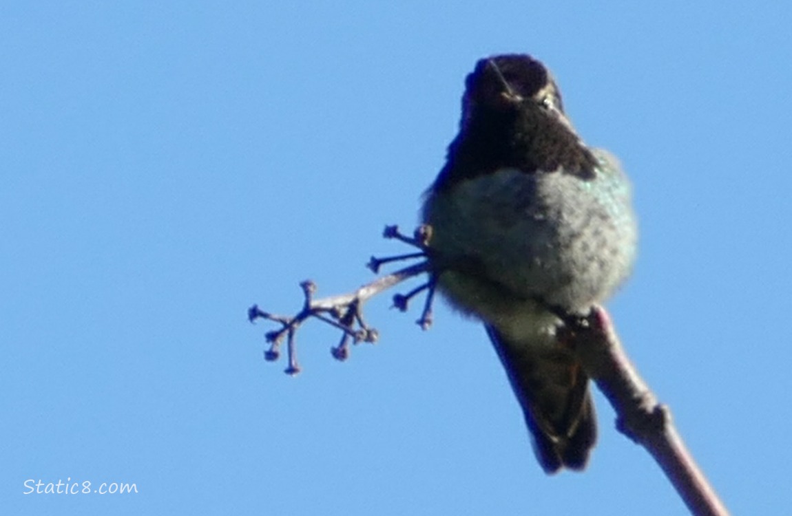 Anna Hummingbird sitting on a twig surrounded by blue sky