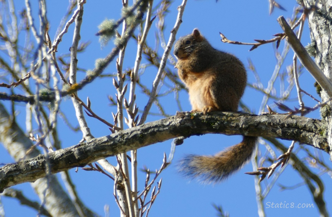 Squirrel standing up on a branch in a winter bare tree, blue sky behind