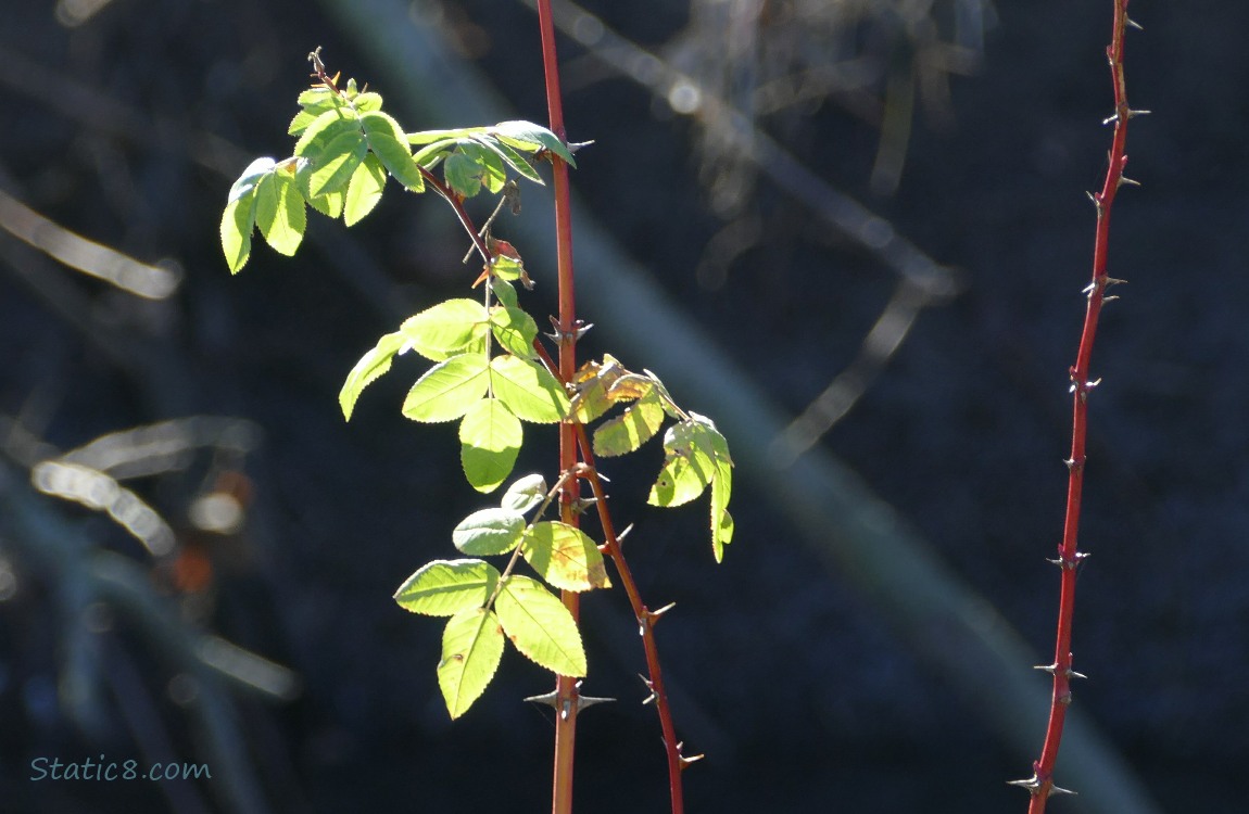 Rose vine and leaves in front of a dark background