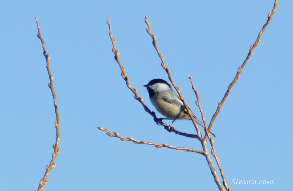 Chickadee standing on a twig with blue sky behind