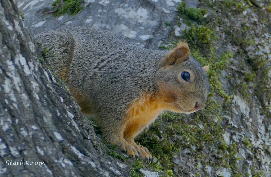 Squirrel looking down from a tree trunk