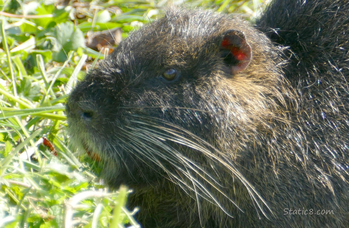 Close up of a Nutrias face