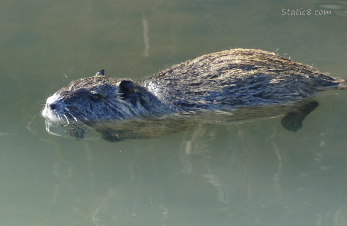 Nutria floating in water