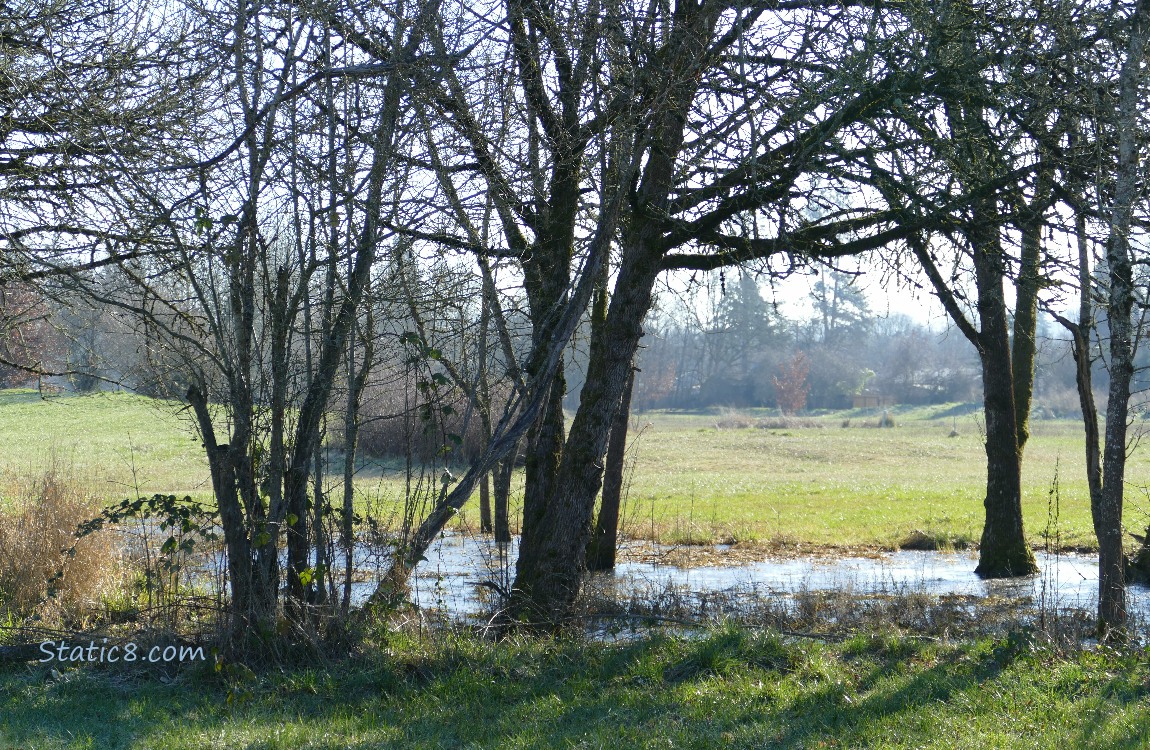 Small pond in the grass under the trees