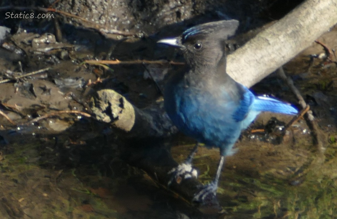 Steller Jay standing in shallow water near the bank