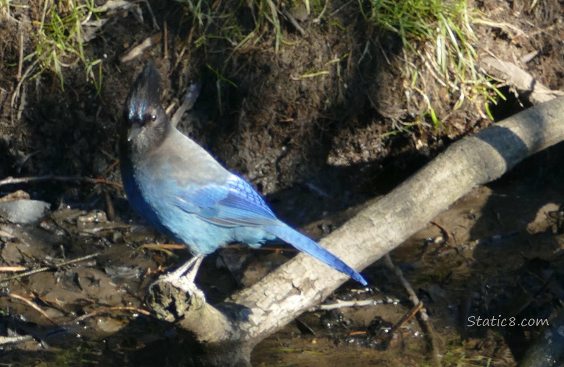 Steller Jay standing on a branch over the water