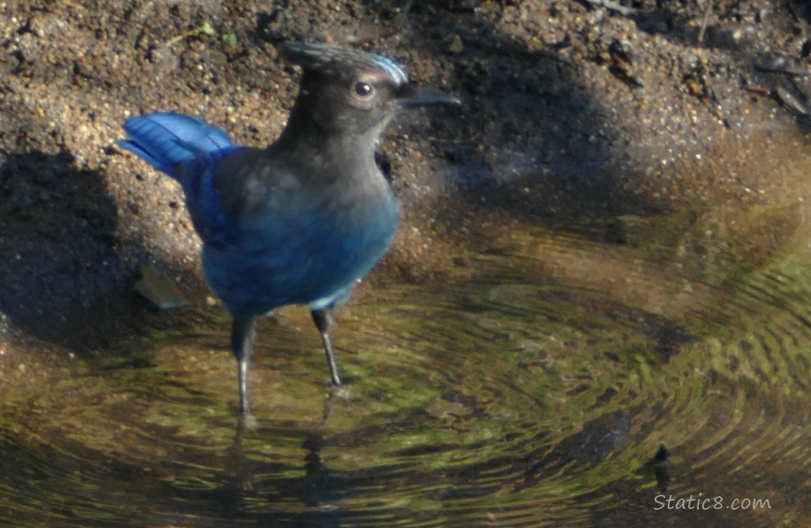 Steller Jay standing in shallow water near the bank