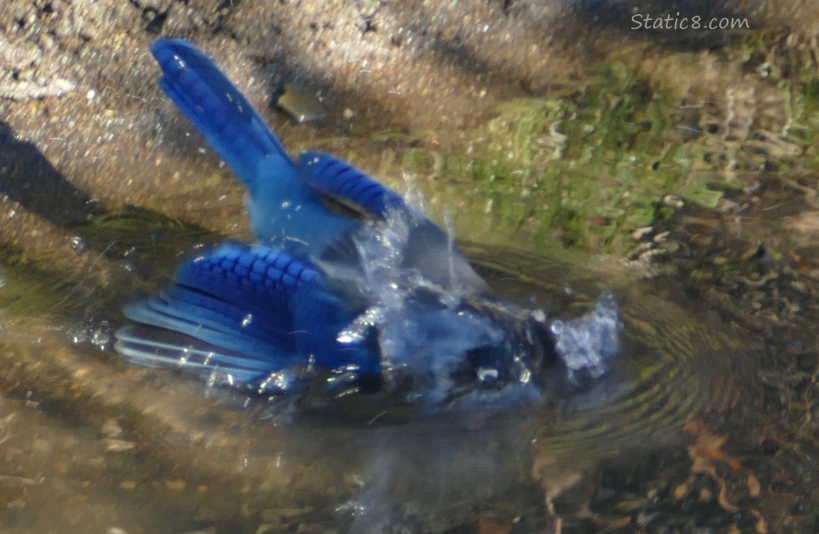 Steller Jay dipping in the water