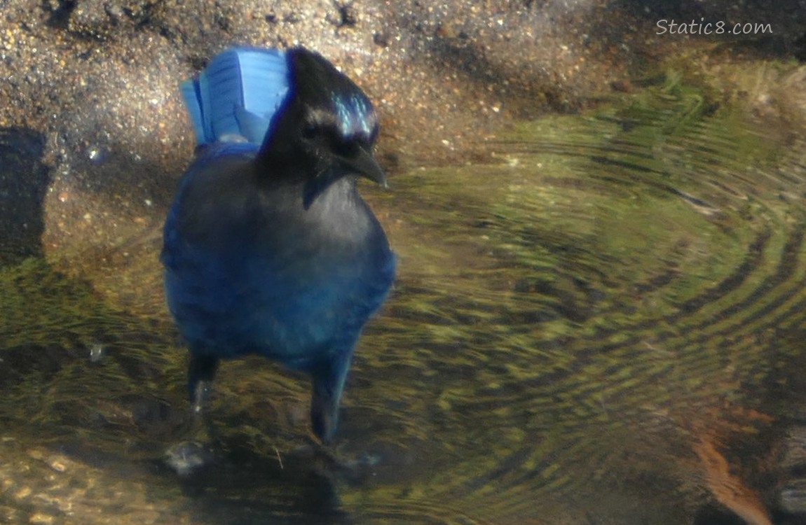 Steller Jay standing in shallow water near the bank