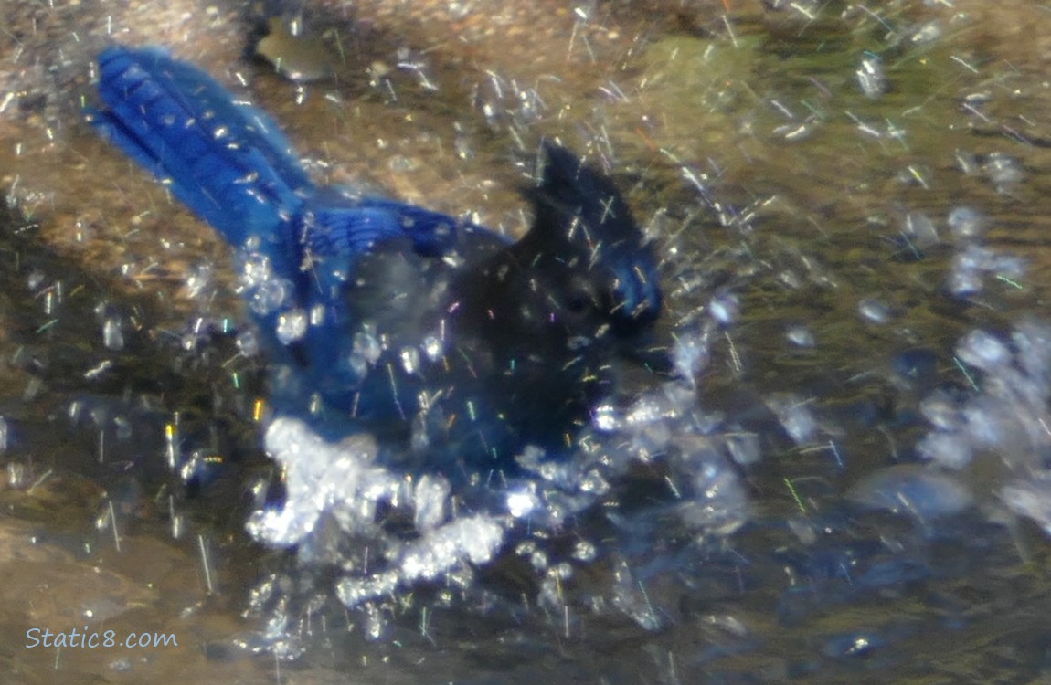 Steller Jay splashing in shallow water