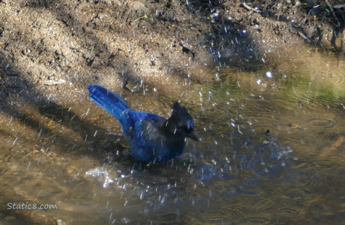 Steller Jay splashing in shallow water