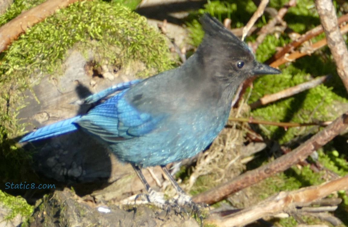 Steller Jay standing on a rock in the sun