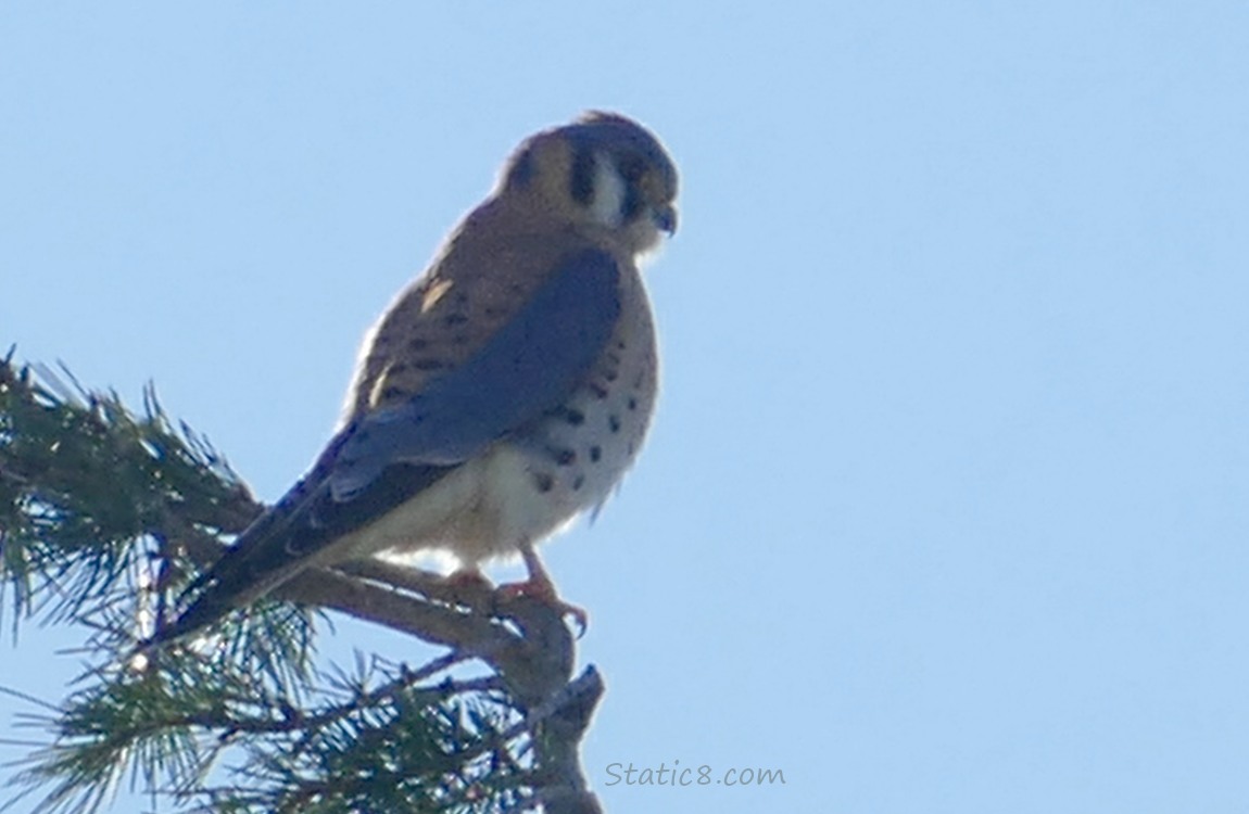 American Kestrel standing on a pine tree branch, blue sky in the background