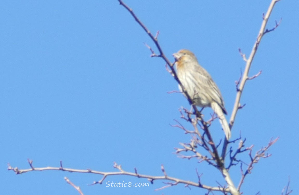 House Finch standing on a twig with blue sky behind