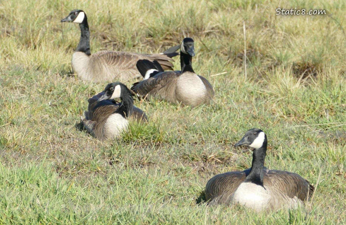 Four Canada Geese sitting in the grass