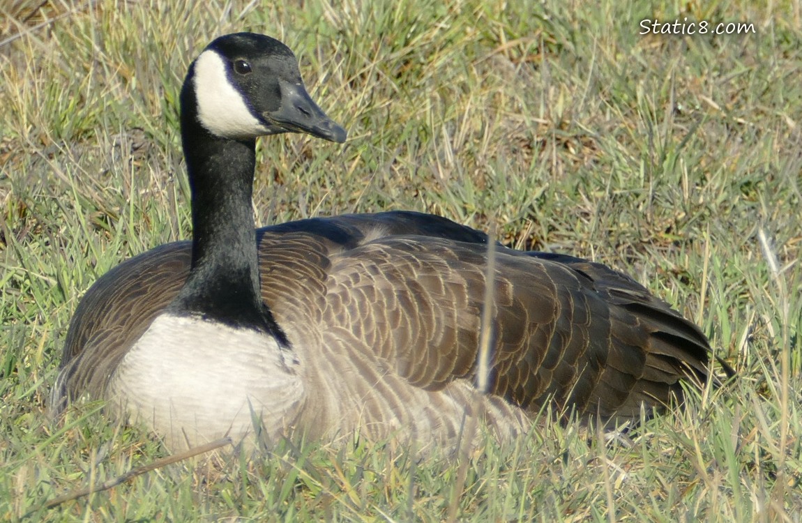 Canada Goose sitting in the grass