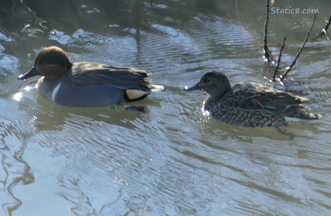 A pair of Green Wing Teals paddling on the water