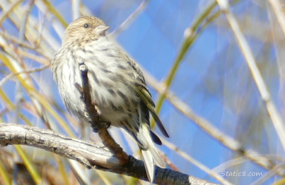 Pine Siskin standing on a twig in a winter bare tree with blue sky in the background