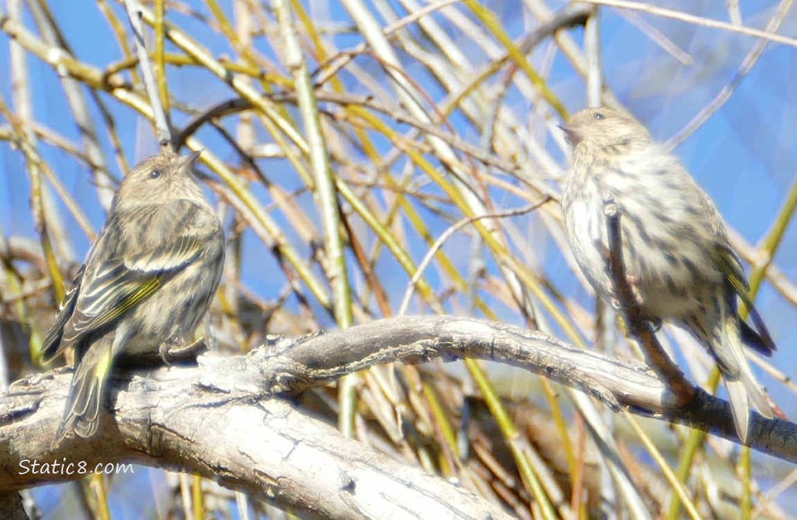 Two Pine Siskins standing on a brach, looking up