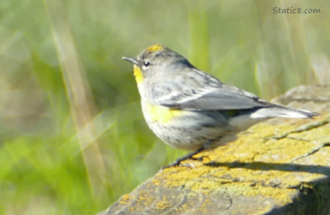 Yellow Rump Warbler standing on a wood fence with yellow lichen, green grasses in the background