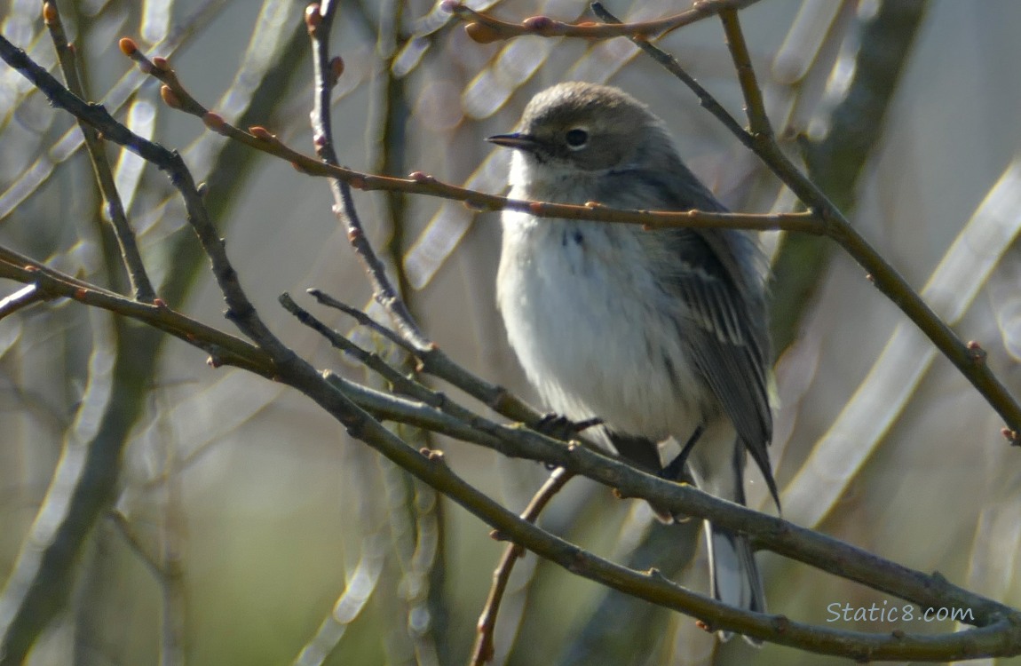 Yellow Rump Warbler standing on a twig in a winter bare tree