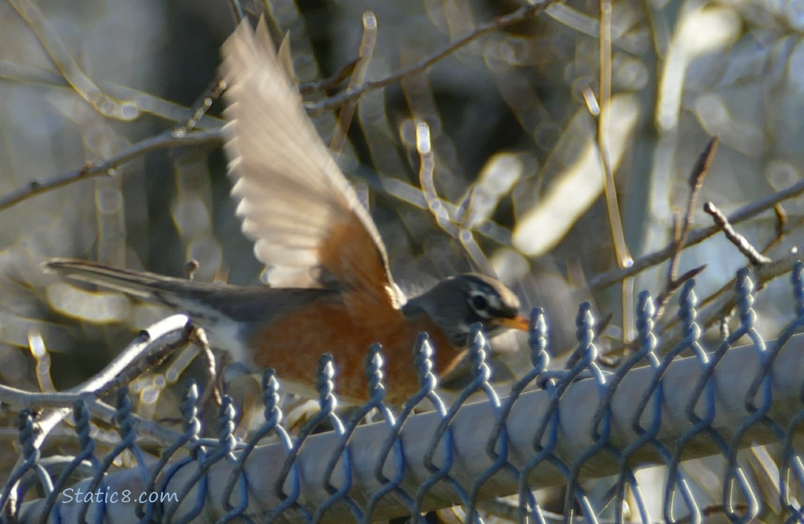 American Robin flying away from a chain link fence