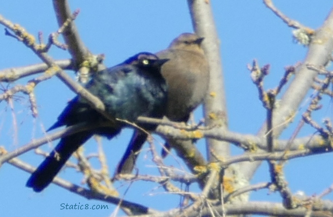 A pair of Brewer Blackbirds sitting in a winter bare tree with blue sky