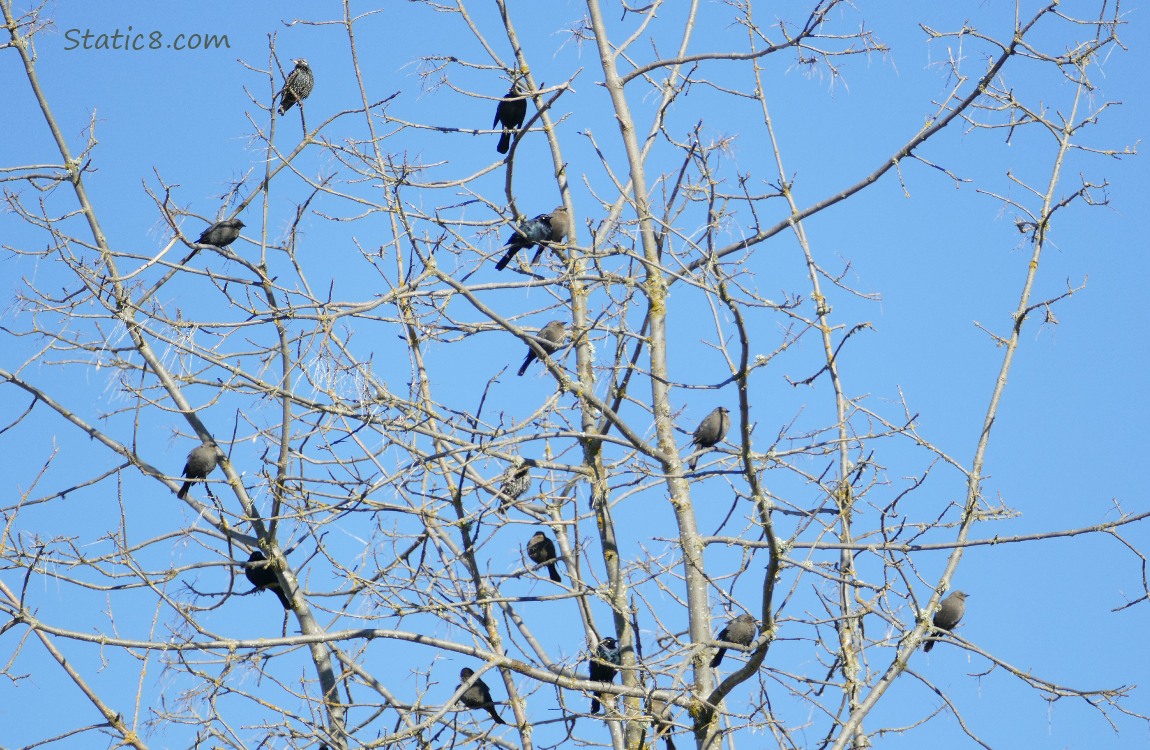 A flock of birds sitting in a winter bare tree with blue sky behind