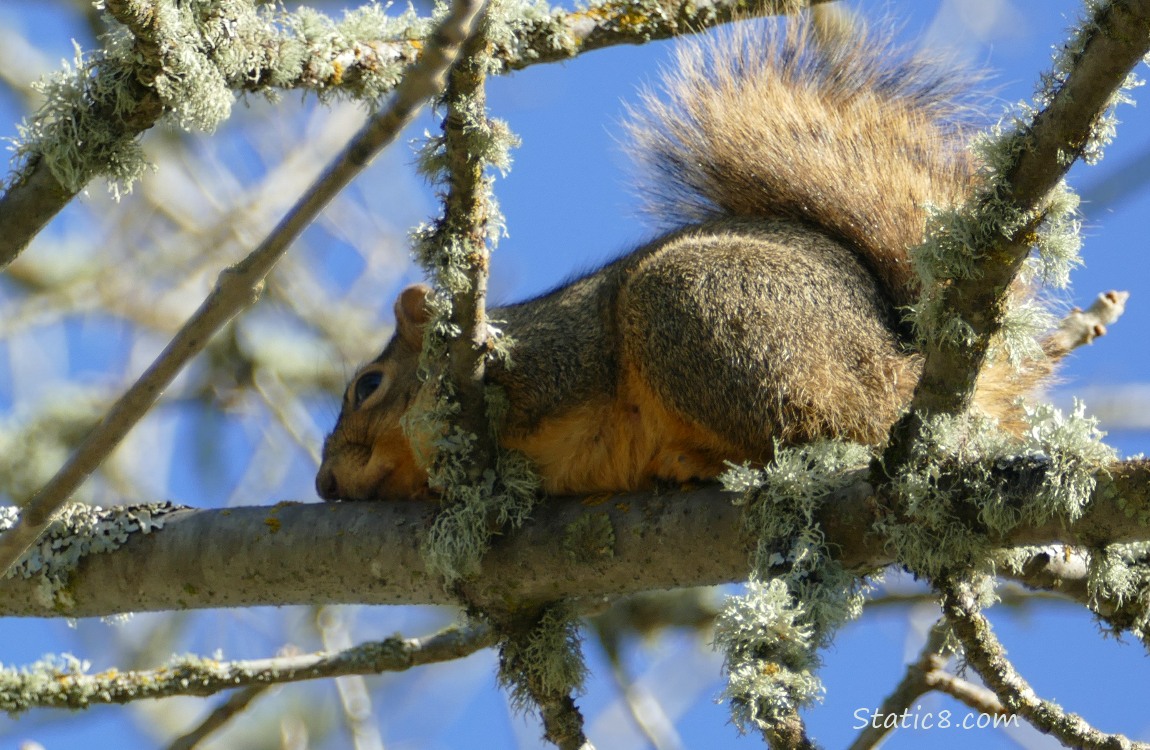 Squirrel lying on a branch