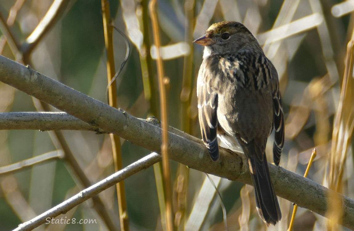 Golden Crown Sparrow standing on a stick