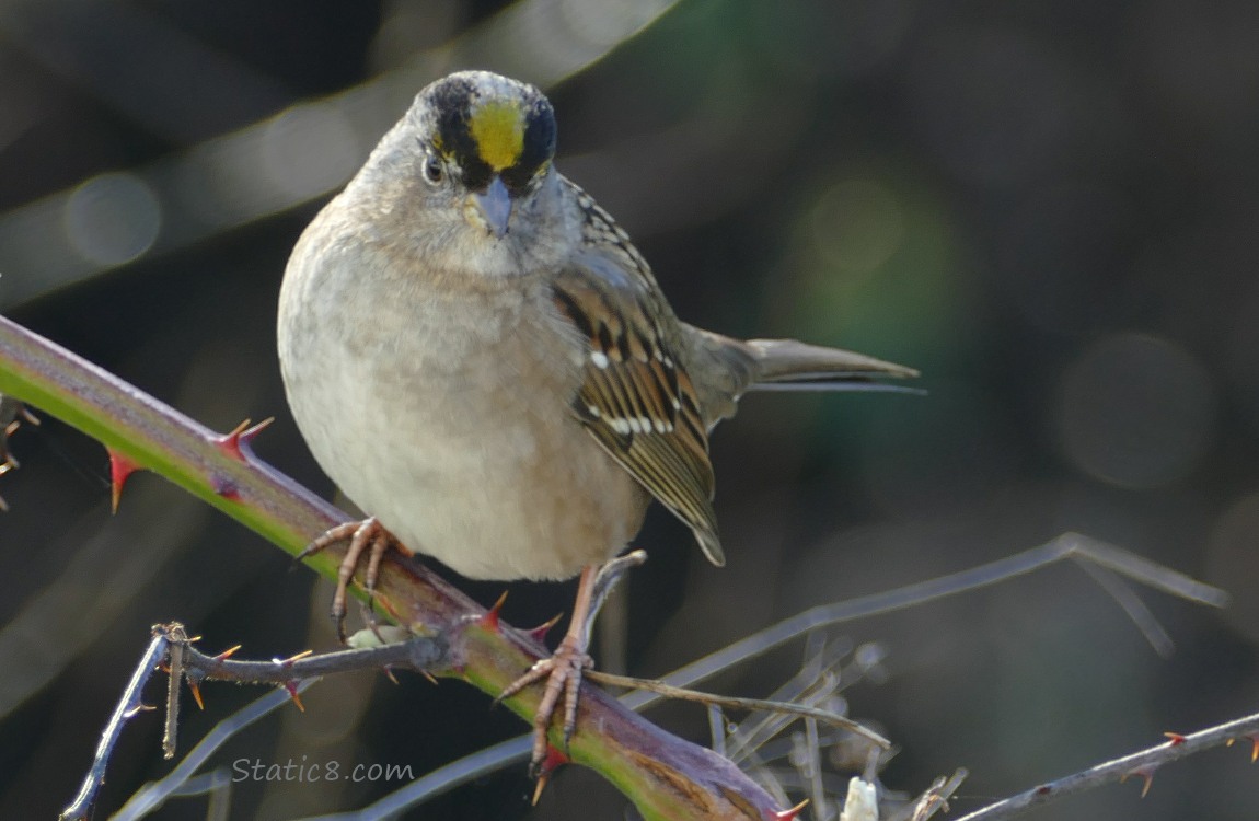 Golden Crown Sparrow standing on a stick