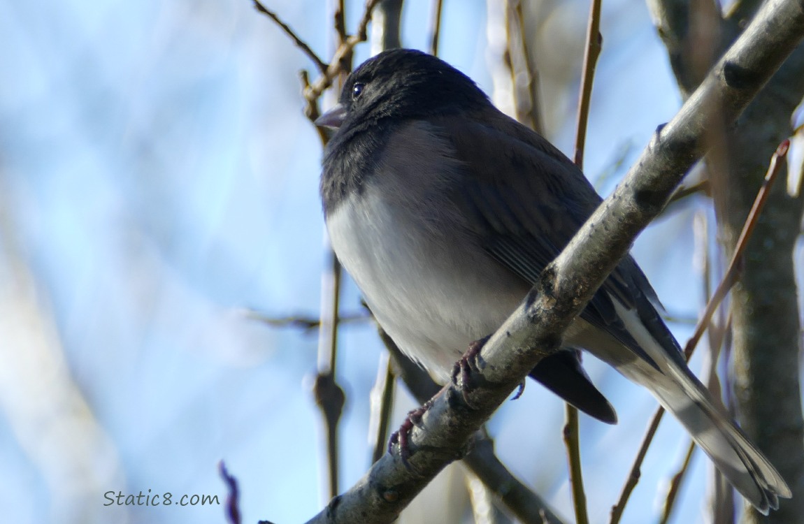 Junco standing on a twig