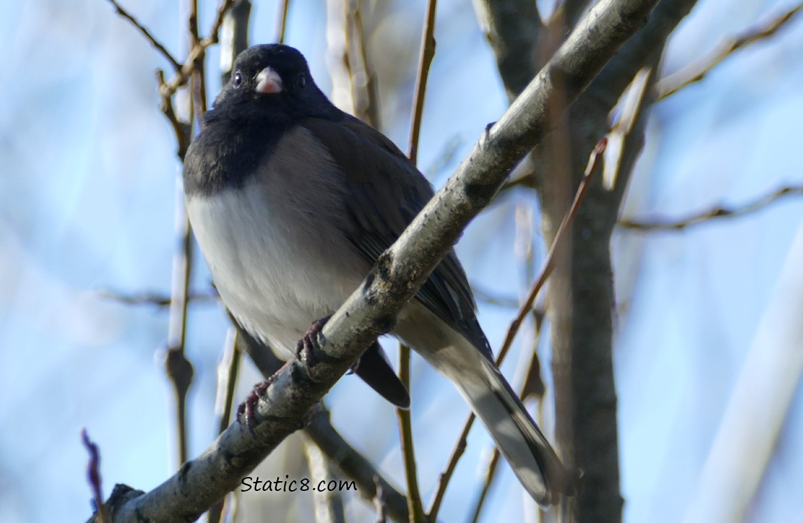 Junco standing on a twig