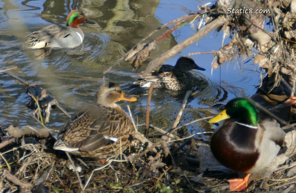 A pair of Green Wing Teals paddling past a pair of Mallards sitting on the bank