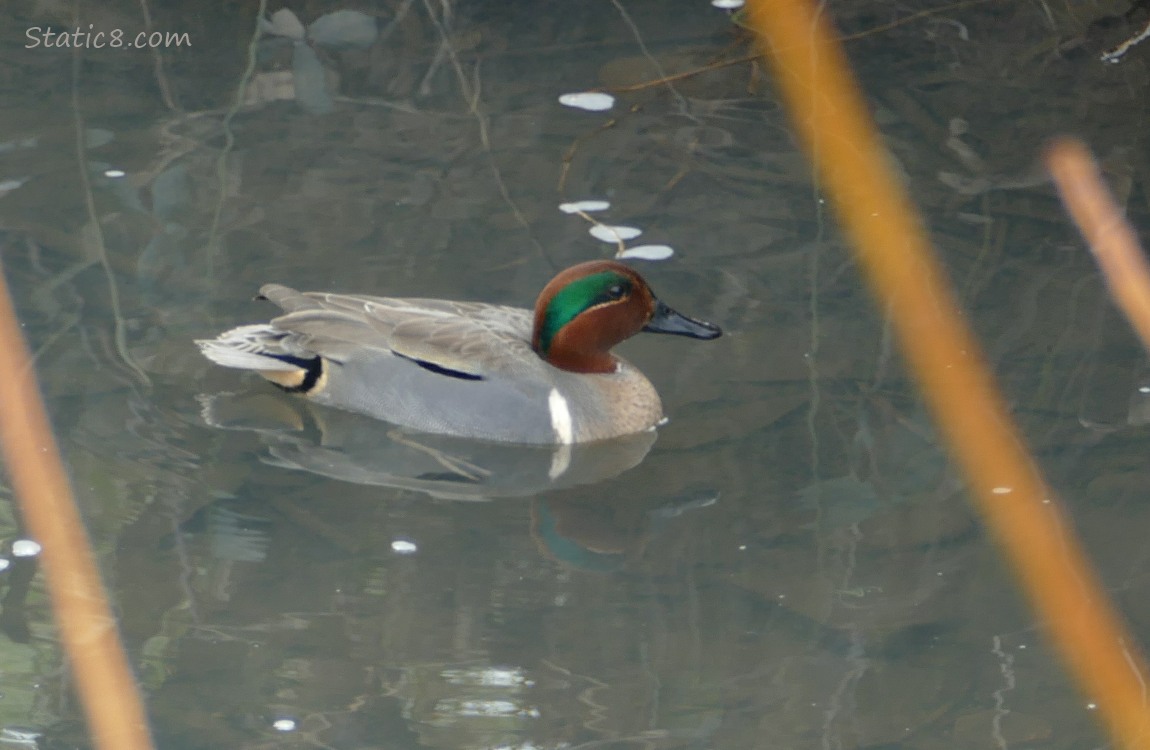 Green Wing Teal paddling on the water