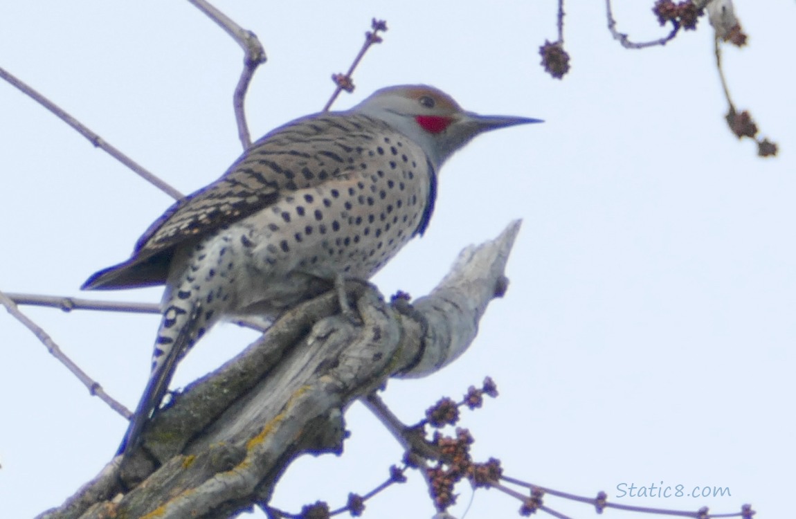 Northern Flicker standing on a dead branch, grey sky