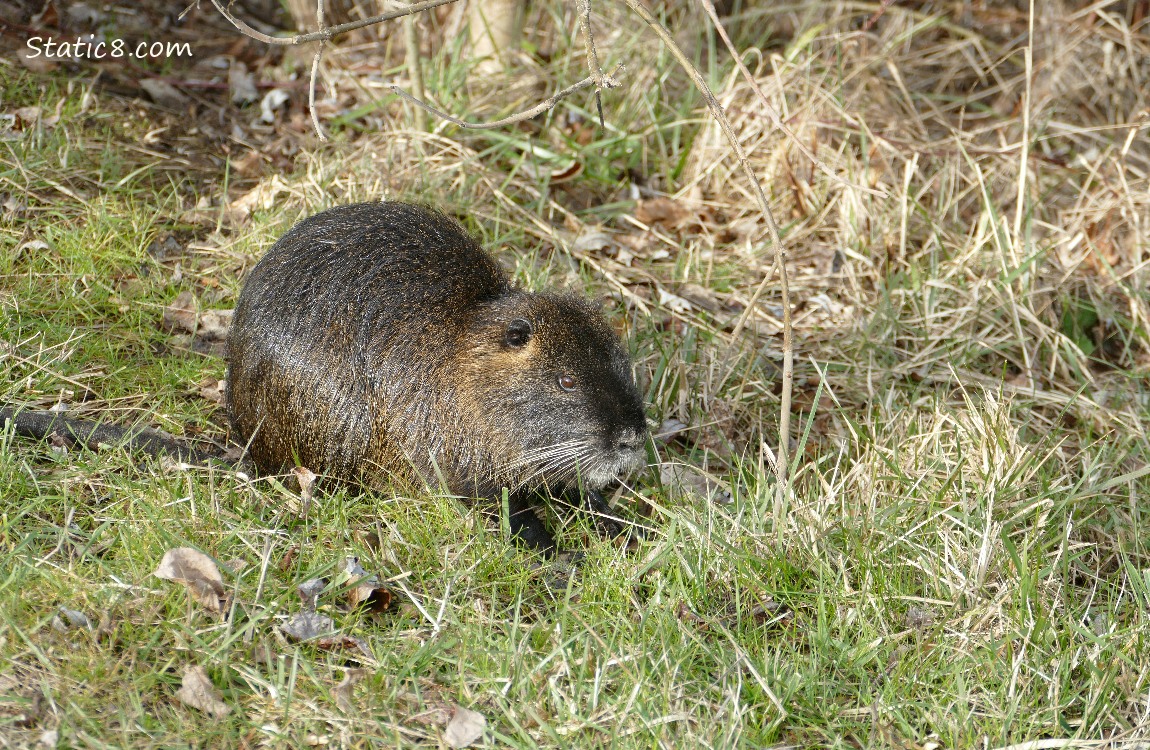 Nutria sitting in the grass