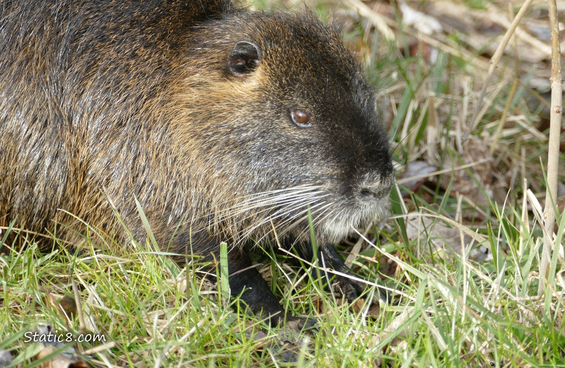 Close up of a Nutrias face