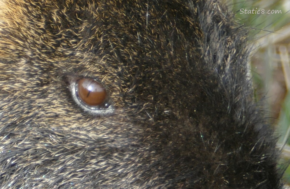 Close up of a Nutrias eye, with the sun reflecting in it