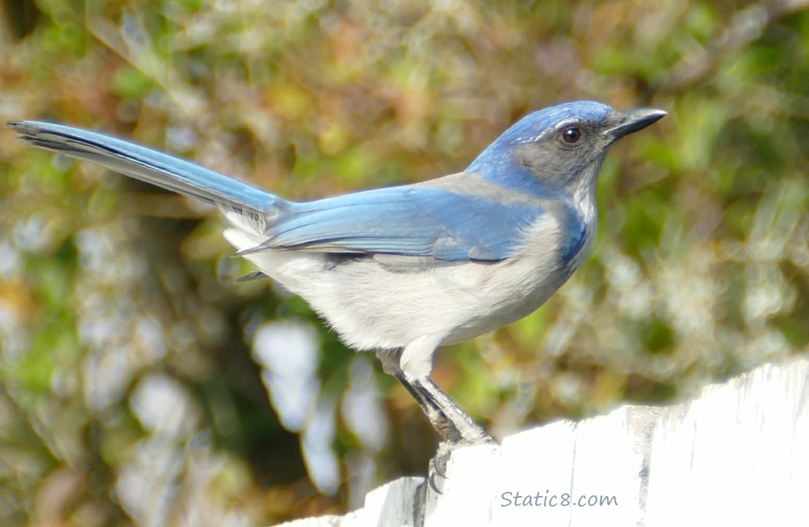 Western Scrub Jay standing on a wood fence painted white